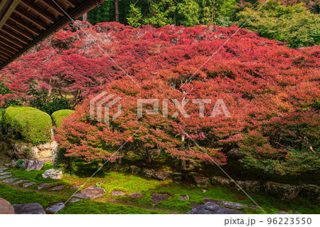 秋の大龍寺、紅葉するドウダンツツジ〈岐阜県岐阜市〉 96223550