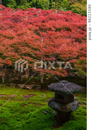 秋の大龍寺、紅葉するドウダンツツジ〈岐阜県岐阜市〉 秋の大龍寺、紅葉するドウダンツツジ〈岐阜県岐阜市〉 96223580