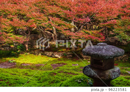 秋の大龍寺、紅葉するドウダンツツジ〈岐阜県岐阜市〉 秋の大龍寺、紅葉するドウダンツツジ〈岐阜県岐阜市〉 96223581