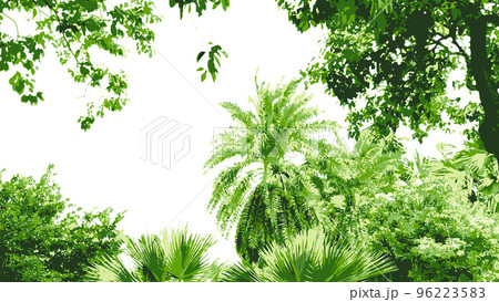 南国風の葉っぱのフレーム_スタイリッシュなトロピカル素材_背景透過ベクターイラスト 96223583