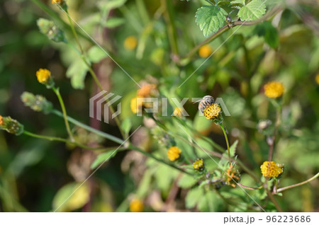 「ひっつき虫」コセンダングサの花にとまる蜂 「ひっつき虫」コセンダングサの花にとまる蜂 96223686