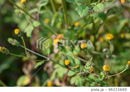 「ひっつき虫」コセンダングサの花にとまる蜂 96223689