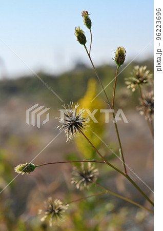 「ひっつき虫」コセンダングサ 96223696