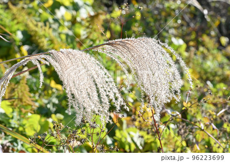 草原に生えているすすきの風景 草原に生えているすすきの風景 96223699