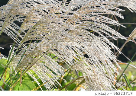 草原に生えているすすきの風景 96223717