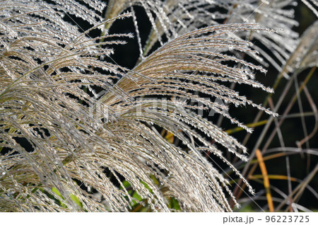 草原に生えているすすきの風景 96223725
