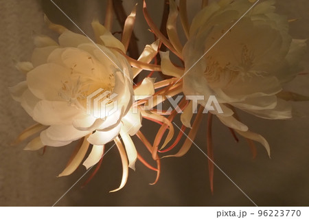 月下美人の花二輪 月下美人の花二輪 96223770