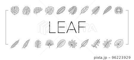 palm leaf summer plant green icons set vector 96223929
