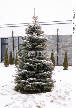 Beautiful fir tree outside. Snow on the branches 96224859