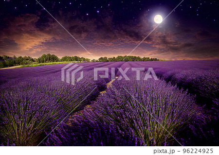 Lavender field at summer 96224925
