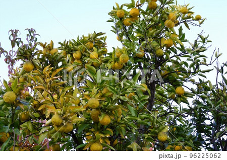 ユズ（柚子）の果実 96225062