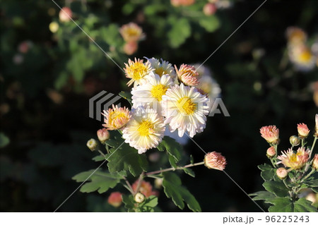 日本の秋の公園に咲く白い小菊の花 96225243