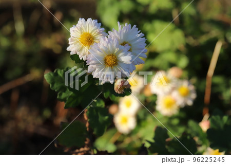 日本の秋の公園に咲く白い小菊の花 96225245