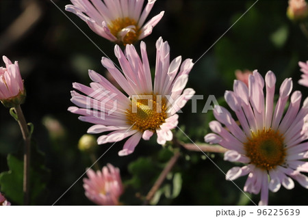 日本の秋の公園に咲くピンク色のスプレーギクの花 96225639