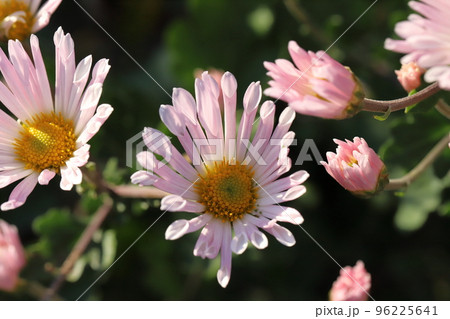 日本の秋の公園に咲くピンク色のスプレーギクの花 96225641