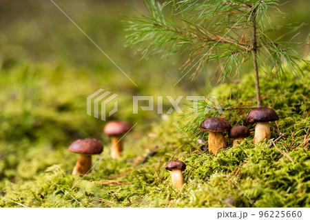 There are a lot of mushrooms lying in the forest on green moss. A lot of Polish moss mushrooms 96225660