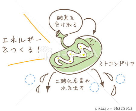 ミトコンドリアの役割（線画別カラー） 96225912