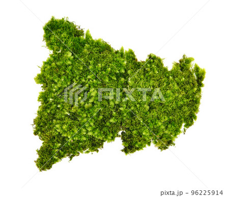 moss isolated on white background 96225914