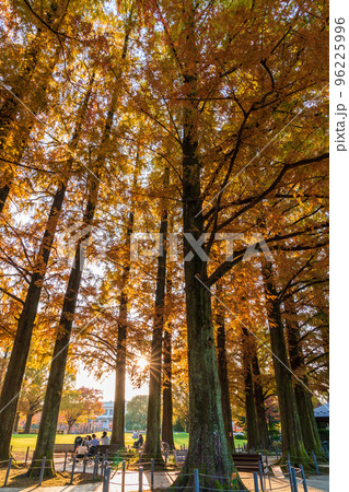 長良公園、紅葉するメタセコイア〈岐阜県岐阜市〉 96225996