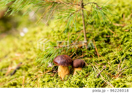 There are a lot of mushrooms lying in the forest on green moss. A lot of Polish moss mushrooms There are a lot of mushrooms lying in the forest on green moss. A lot of Polish moss mushrooms 96226018
