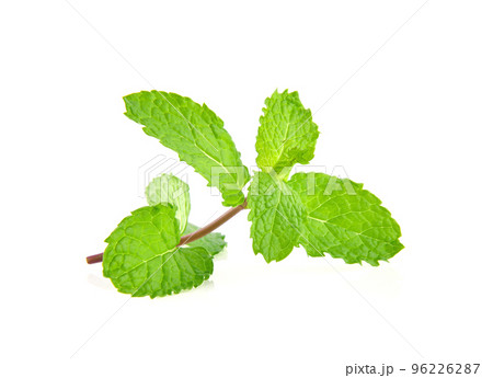 Mint leaves isolated on white background. 96226287