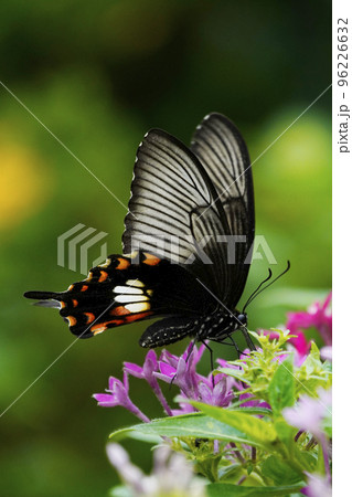 ベニモンアゲハ 96226632