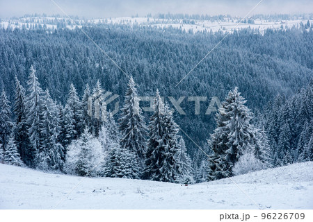 Winter forest covered with snow Winter forest covered with snow 96226709