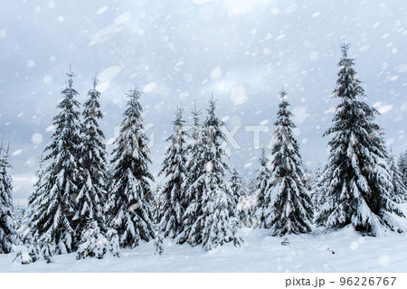 Snow fall in winter forest 96226767