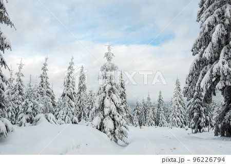 Winter forest covered with snow 96226794