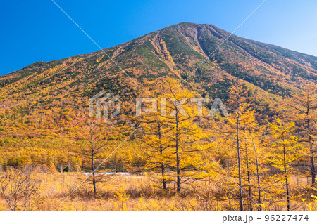 《栃木県》秋の戦場ヶ原・黄金色の湿原 96227474