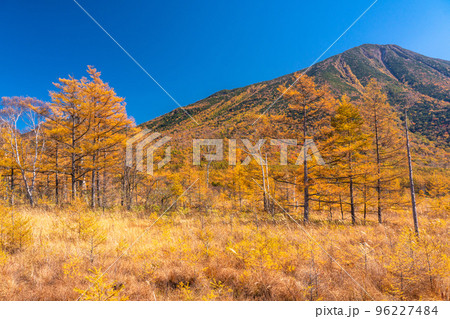 《栃木県》秋の戦場ヶ原・黄金色の湿原 96227484