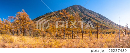 《栃木県》秋の戦場ヶ原・黄金色の湿原 96227489