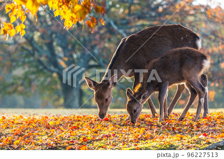 紅葉と親子鹿 96227513