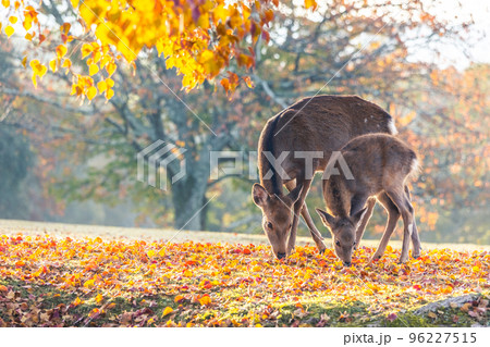紅葉と親子鹿 96227515