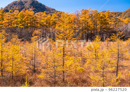 《栃木県》秋の戦場ヶ原・黄金色の湿原 96227520