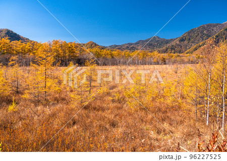 《栃木県》秋の戦場ヶ原・黄金色の湿原 96227525