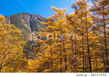 《栃木県》秋の戦場ヶ原・黄金色の湿原 《栃木県》秋の戦場ヶ原・黄金色の湿原 96227540
