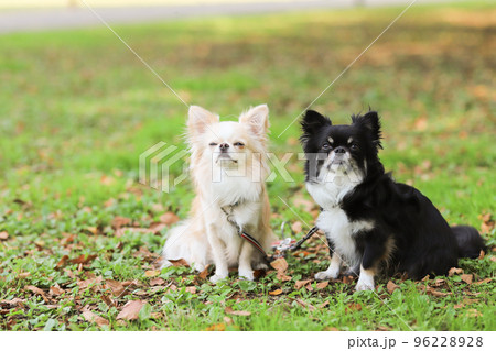 公園の芝生の上で並んでオスワリをする二頭のロングコートチワワ 公園の芝生の上で並んでオスワリをする二頭のロングコートチワワ 96228928