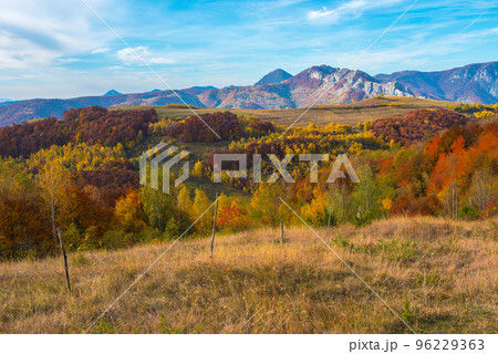 Autumn trees in the forest Autumn trees in the forest 96229363