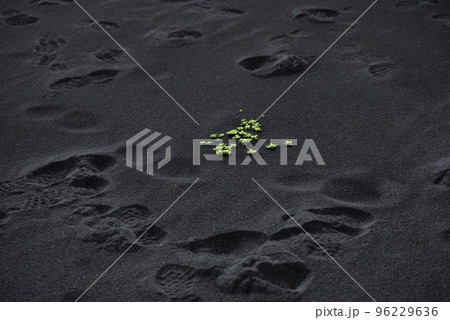Green plants on black volcanic sand in Iceland Green plants on black volcanic sand in Iceland 96229636