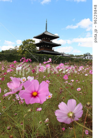 奈良県 法起寺 三重塔 コスモス コスモス寺 コスモス畑 王寺駅 法隆寺駅 奈良交通バス 奈良県 法起寺 三重塔 コスモス コスモス寺 コスモス畑 王寺駅 法隆寺駅 奈良交通バス 96229848