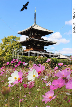 奈良県 法起寺 三重塔 コスモス コスモス寺 コスモス畑 王寺駅 法隆寺駅 奈良交通バス 奈良県 法起寺 三重塔 コスモス コスモス寺 コスモス畑 王寺駅 法隆寺駅 奈良交通バス 96229852