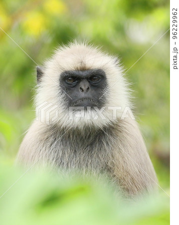 美しい背景のハヌマンラングールのポートレート 美しい背景のハヌマンラングールのポートレート 96229962