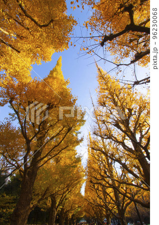 銀杏並木 銀杏並木 96230068