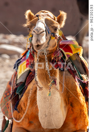 Camel smiling, close-up portrait, Jordan 96230193