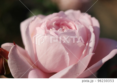 バラ園　薔薇　万博記念公園　ローズフェスタ　11月　秋　花言葉　棘　大阪モノレール　北大阪急行線 96230353