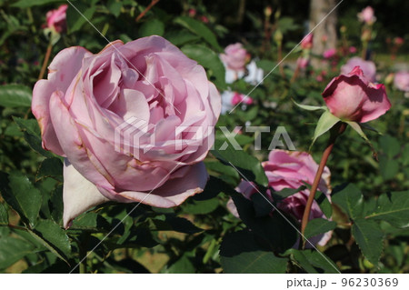 バラ園 薔薇 万博記念公園 ローズフェスタ 11月 秋 花言葉 棘 大阪モノレール 北大阪急行線 バラ園 薔薇 万博記念公園 ローズフェスタ 11月 秋 花言葉 棘 大阪モノレール 北大阪急行線 96230369