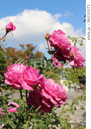 バラ園 薔薇 万博記念公園 ローズフェスタ 11月 秋 花言葉 棘 大阪モノレール 北大阪急行線 バラ園 薔薇 万博記念公園 ローズフェスタ 11月 秋 花言葉 棘 大阪モノレール 北大阪急行線 96230371