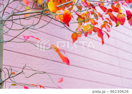 ハナミズキの紅葉とピンクの住宅の壁 96230626