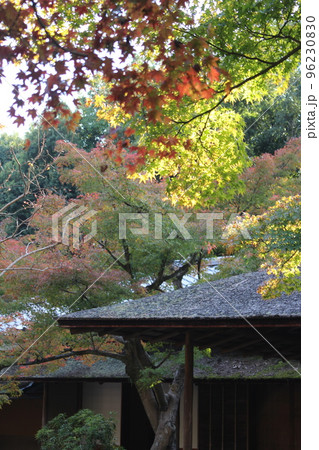 汎庵　万里庵　万博記念公園　日本庭園　紅葉　紅葉狩り　万博記念公園駅　茶室　和室　茶道　茶道部　 96230830